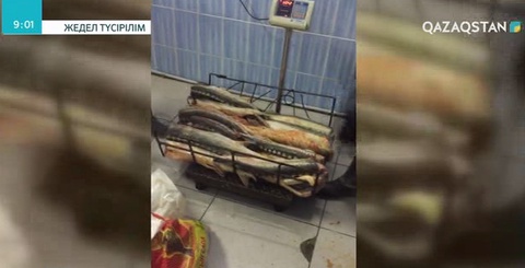 Маңғыстауда бұрынғы Ішкі істер қызметкері 318 келі қызыл балықпен қолға түсті