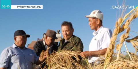 Түркістан облысының Шардара ауданында күріш жинау науқаны аяқталды