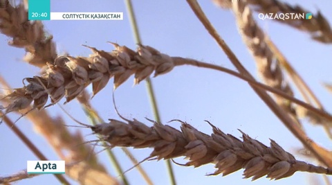 СҚО-да орылған астық көлемі артып келеді