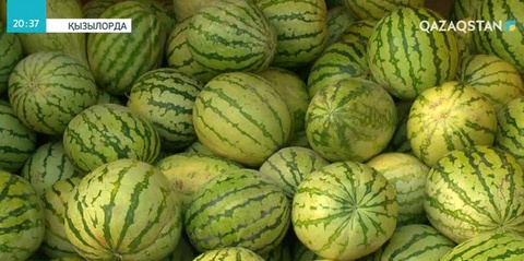 Сыр өңірінде күзгі жиын-терім науқаны аяқталды