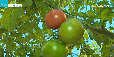 Астанада жаңа жылыжай ашылды