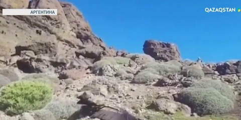 Аргентинада 23 айдарлы құс жаппай қырылды