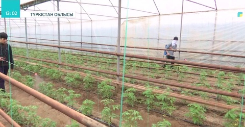 Түркістан облысында Польша инвесторлары жылыжай құрылысын бастады