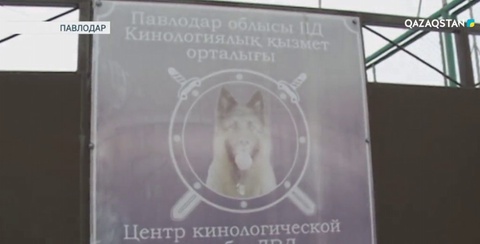 Павлодардың шалғай орналасқан бес ауданының Ішкі істер бөлімі енді иісшіл иттердің көмегіне жүгінеді