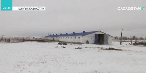ШҚО-да сүт фермасының иесі мен энергетиктер арасында дау туды