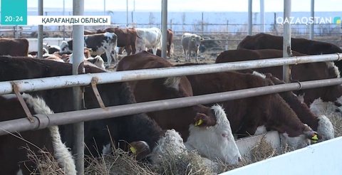 Қарағанды облысындағы шаруа қожалық иелері өнімдерін экспортқа жөнелтуде