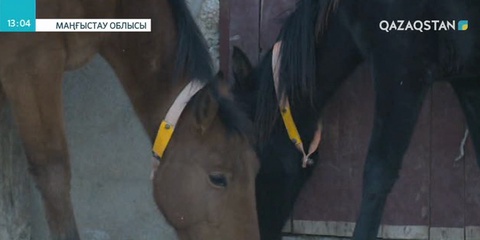 Маңғыстаулықтар төрт түлікті жол апатынан сақтаудың әдісін ойлап тапты