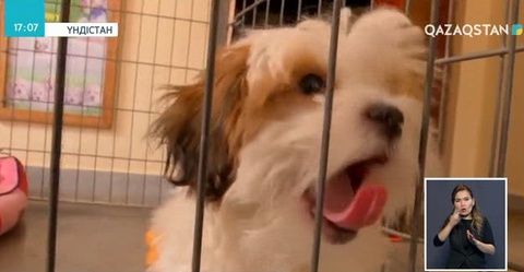 Қонақ үйде тұратын иттер