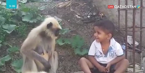 Үндістанда жаңа туған нәрестеге маймыл шабуыл жасап, өлтірді