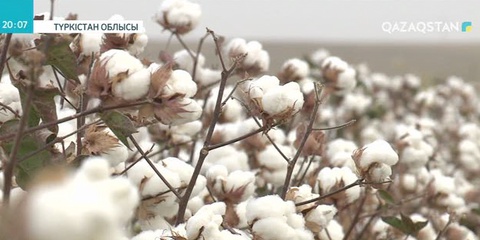 Шардаралық диқандар биыл егістіктің бірнеше түрінен межедегіден артық өнім алды