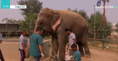 Үндістанда пілдер үшін госпиталь ашылды