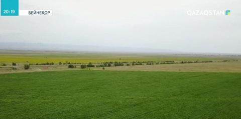 Елімізде майлы дақылдар өндірісін дамытуға ғылыми негіз қажет