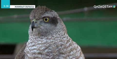 Жамбыл облысында жас бүркітшілер арасында ел біріншілігі өтті