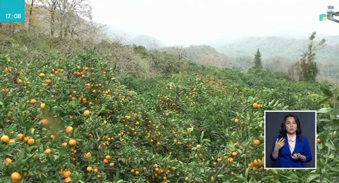 Ресейге Абхазиядан рекордтық көлемде мандарин жеткізіліп жатыр