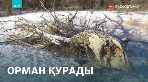 Атырау облысында су тапшылығынан орман алқаптары қурап жатыр