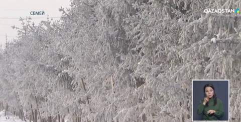 Семейде аязға байланысты мектеп оқушыларына сабақ болмайды