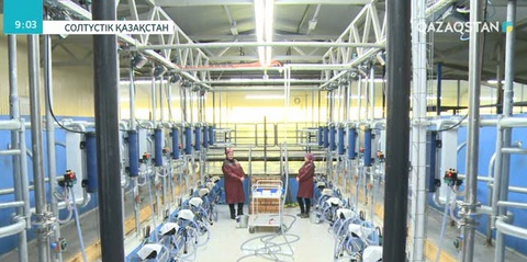 Елімізде жыл соңына дейін 10 заманауи сүт фермасы ашылады