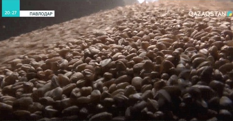 Астық жөнелтіле бастады