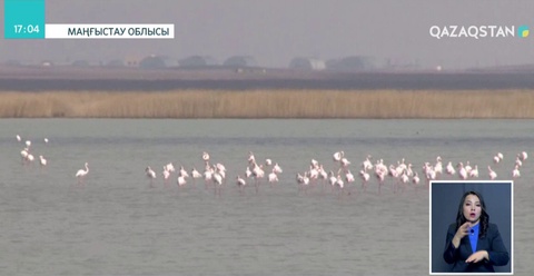 Маңғыстау облысында браконьерлерге айыппұл салынды