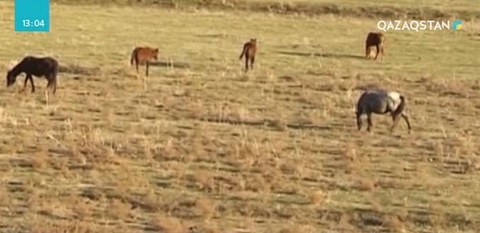 Түркістан облысында 70-ке тарта жылқыны барымталап әкеткен ұрылар тобы қолға түсті