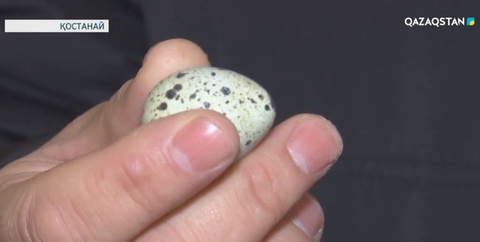 Қостанайлық кәсіпкер бөдене өсірумен айналысады