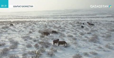 Шығыс Қазақстанда мал ұрлығы тыйылмай тұр