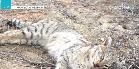 Маңғыстауда сирек кездесетін мысықты атқан азамат ұсталды