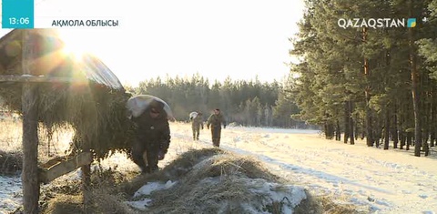 Көкшетау ұлттық табиғи паркінде қоректендірудің арқасында аңдар саны артқан