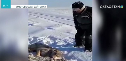 Аңшылық пен браконьерліктің аражігін ажырата аламыз ба?