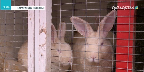 Қарағанды облысы бойынша ең үлкен қоян фермасы іске қосылды