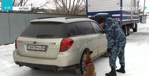 Ақтөбе облысында иісшіл иттердің көмегімен бір жылда 400-ден астам қылмыс ашылған