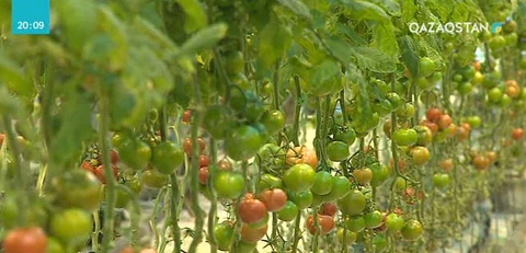 Кешегі Үкімет отырысында Елбасы ауыл шаруашылығы саласына ерекше көңіл бөлу қажеттігін айтты