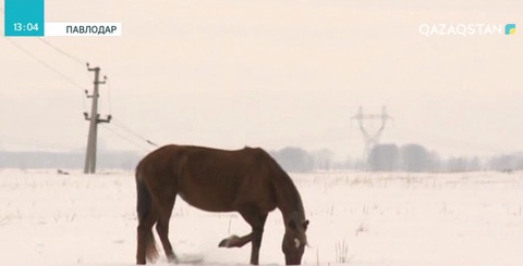 Павлодар облысында 3 барымташы топ ұсталды