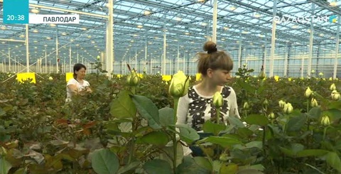 Екібастұздағы раушан гүлдерін өсіретін жылыжай өнімдерін экспорттай бастады