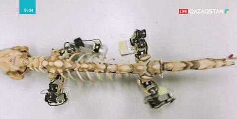 Ежелгі жануарлардың жүрісін зерттеу үшін робот қаңқа жасап шығарылды