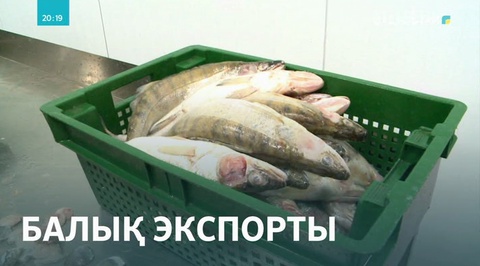 Қызылордада балық экспорты артты