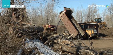 Ақтөбеде тұрғындар өзен жағасындағы ағаштардың оталуына қарсы