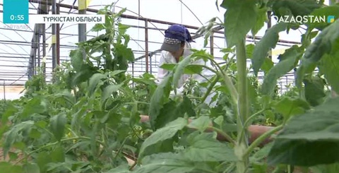 Түркістан облысының Келес ауданындағы жылыжай көлемі екі есеге артпақ