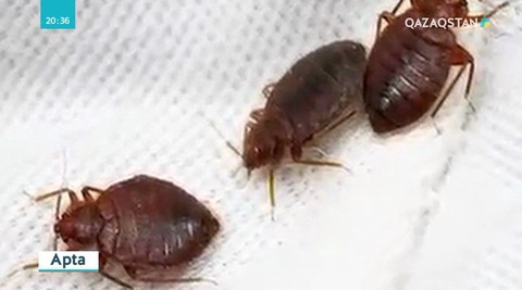 Астанада қандала көбейді