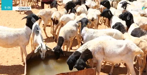 Сомалиді қуаңшылық жайлады