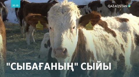 Асыл тұқымды мал көбейді
