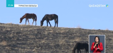 Түркістан облысында полицейлер 32 мал ұрлығын әшкереледі