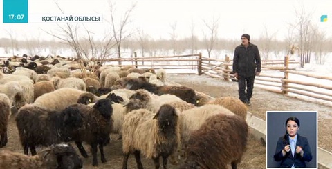 Мал шаруашылығының машақаты