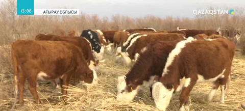 Атырауда ауыл тұрғыны қазақтың ақбас сиырын көбейтіп отыр