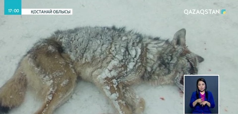 Қостанай облысының Ашутасты ауылында қасқыр 2 адамды талады