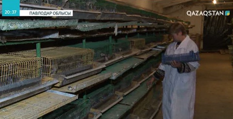 Екібастұзда Startup академия ашылды