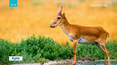 Елімізде браконьерлерге жаза күшейтілмек