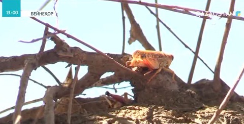 Түркістан облысында шегірткеге қарсы күрес жұмыстарына дайындық басталды