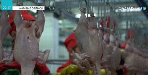 Жамбыл облысында құс етінің өндірісі артпақ