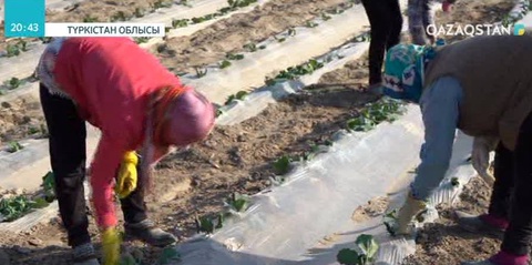 Түркістан облысында көктемгі егіс жұмыстары басталды